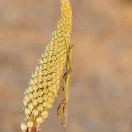 מלון Saronis Epidaurus