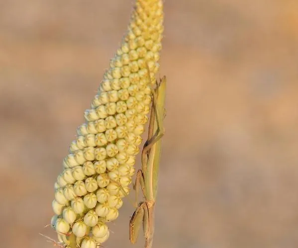 Hotel Saronis Epidaurus